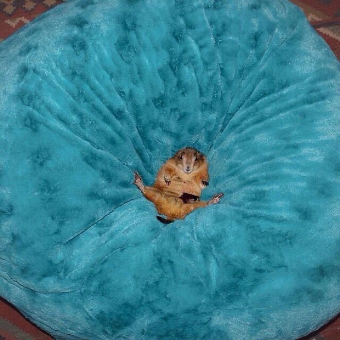 These Adorable Prairie Dogs Love To Spend Time With Their Animal Friends