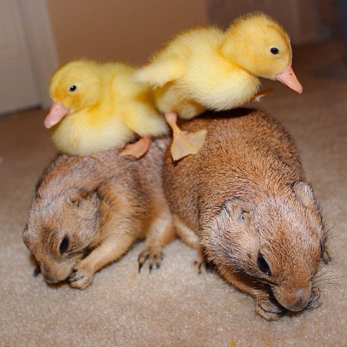 These Adorable Prairie Dogs Love To Spend Time With Their Animal Friends These Adorable Prairie Dogs Love To Spend Time With Their Animal Friends