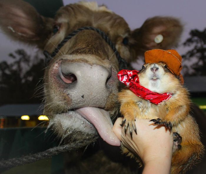 These Adorable Prairie Dogs Love To Spend Time With Their Animal Friends