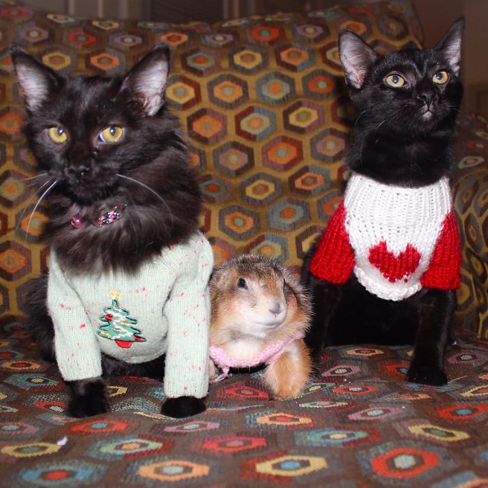 These Adorable Prairie Dogs Love To Spend Time With Their Animal Friends