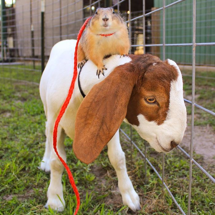 These Adorable Prairie Dogs Love To Spend Time With Their Animal Friends