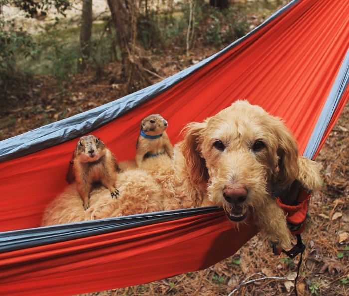 These Adorable Prairie Dogs Love To Spend Time With Their Animal Friends These Adorable Prairie Dogs Love To Spend Time With Their Animal Friends