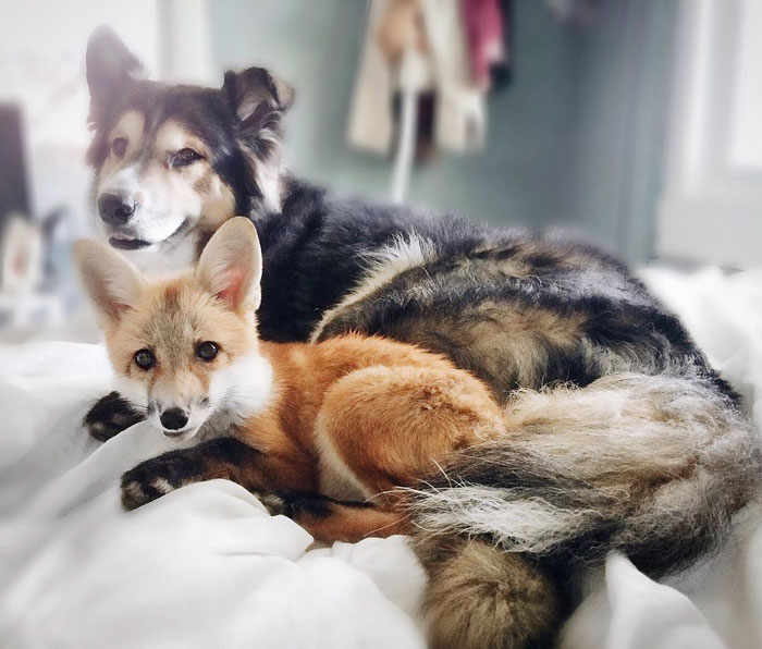 juniper-pet-fox-dog-friendship-moose-1 juniper-pet-fox-dog-friendship-moose-1