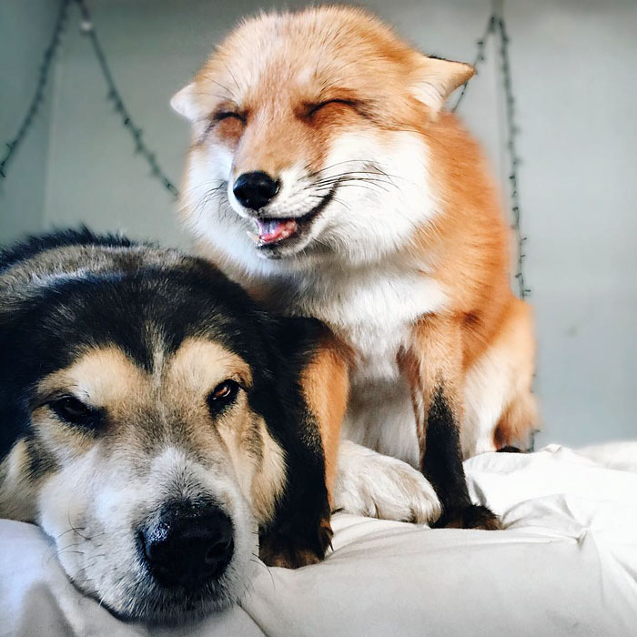 juniper-pet-fox-dog-friendship-moose-2 juniper-pet-fox-dog-friendship-moose-2