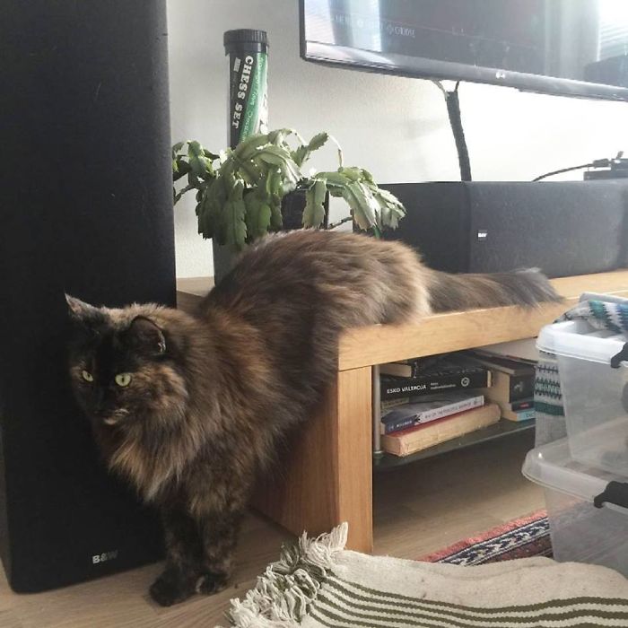 Interrupted Mr. Jessi