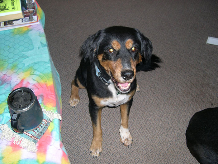 man-saves-dog-drowning-river-carli-2a