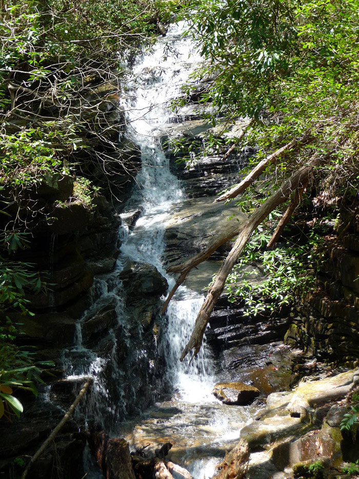 man-saves-dog-drowning-river-carli-5a man-saves-dog-drowning-river-carli-5a