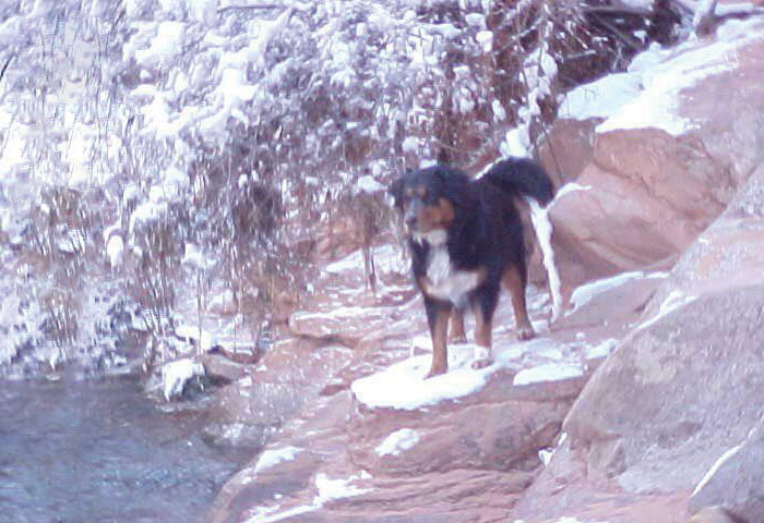 man-saves-dog-drowning-river-carli-6a man-saves-dog-drowning-river-carli-6a