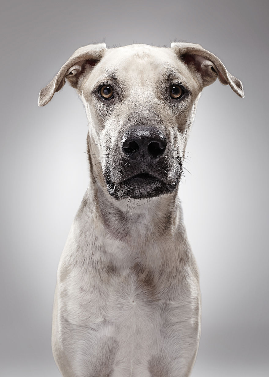 How A Dog Shelter Became A Talent Agency How A Dog Shelter Became A Talent Agency