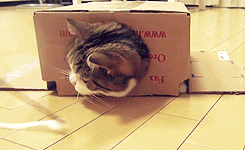 The Funniest Cat Gifs On The Internet