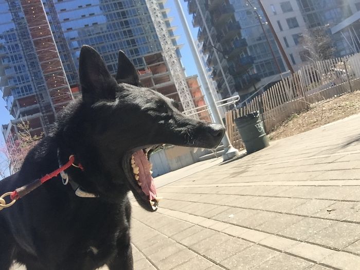 Max Making His Voice Heard (available For Adoption At Barc)