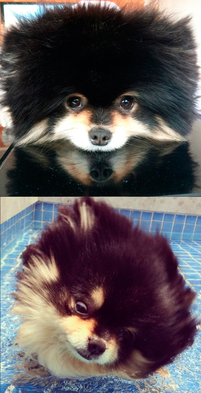 Mimo, The Pomeranian