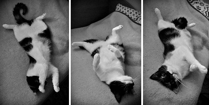 My Cat Just Being Overexcited About Me Finally Arriving Home!