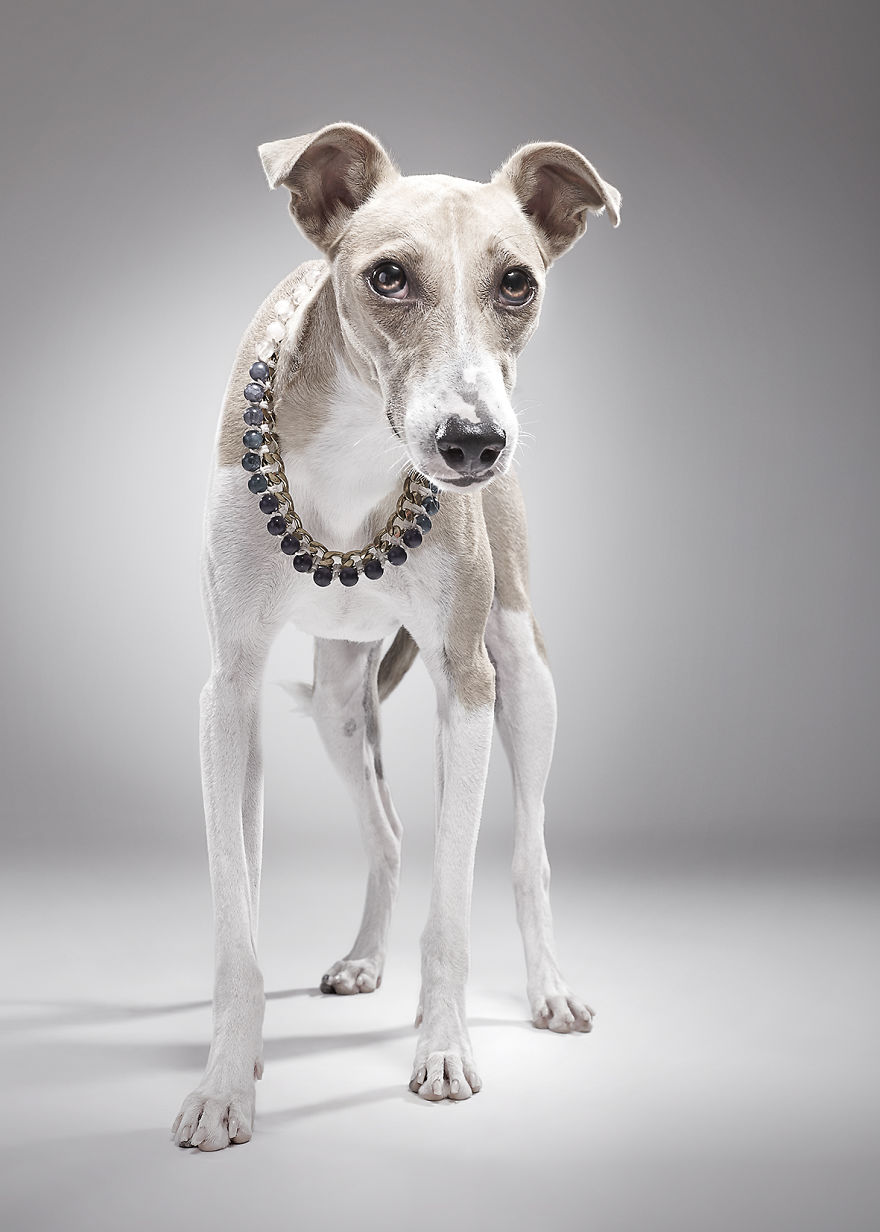 How A Dog Shelter Became A Talent Agency