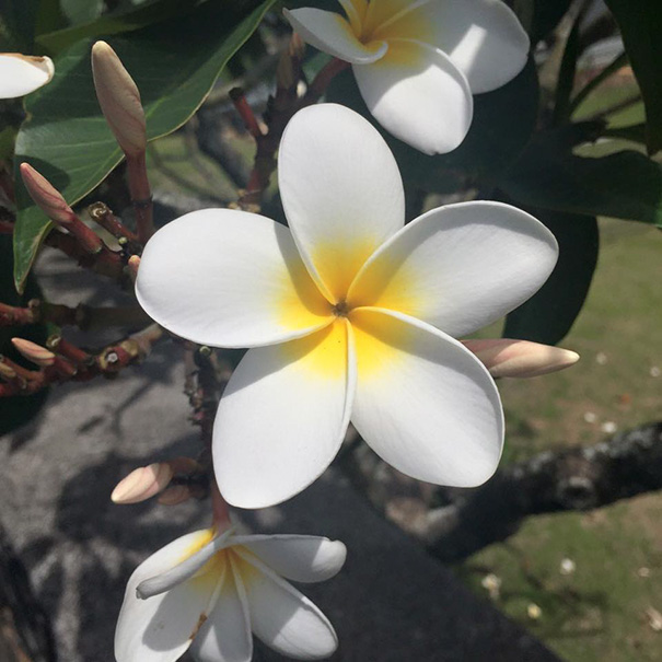 White and yellow plumeria flower in full bloom, displaying flawless symmetry, pleasing every perfectionist's soul.