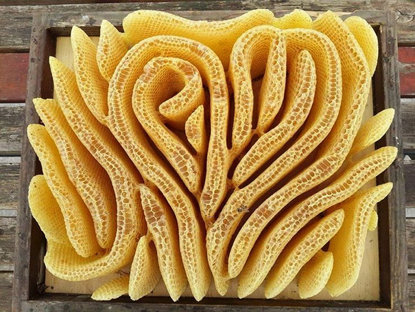 Perfectly arranged honeycombs in a wooden box, showcasing natural symmetry.