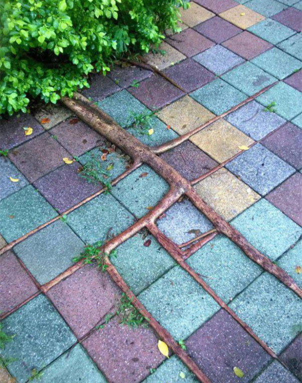 Interlocking tree roots perfectly aligned with multicolored tiles, satisfying a perfectionist’s eye.