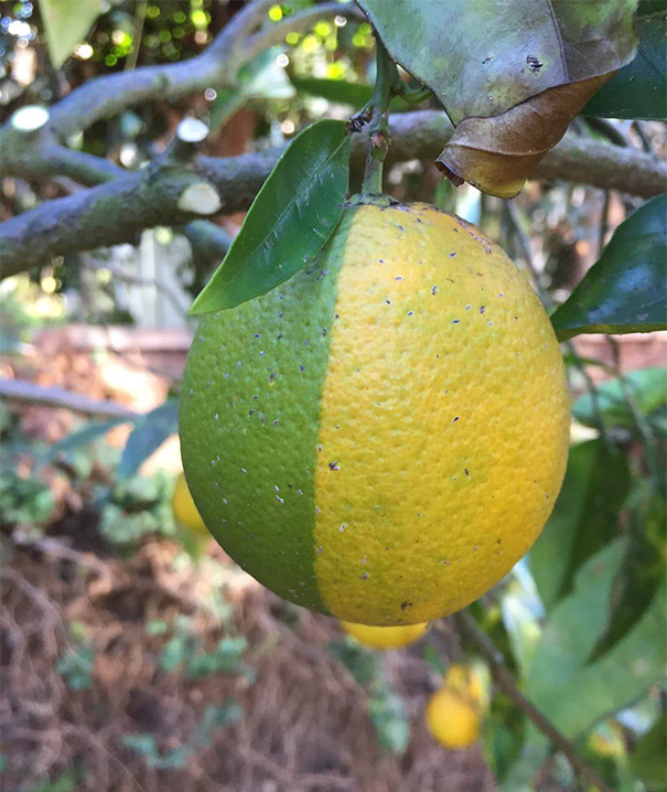 Half-green, half-yellow lemon hanging on a tree branch, a perfect pic for every perfectionist's soul.