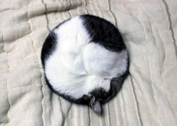 Perfectly curled cat forming a circle on a bed, satisfying perfectionist tendencies.
