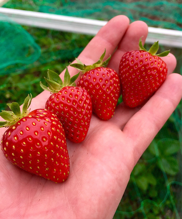 Hand holding four perfectly symmetrical strawberries, appealing to a perfectionist's eye.
