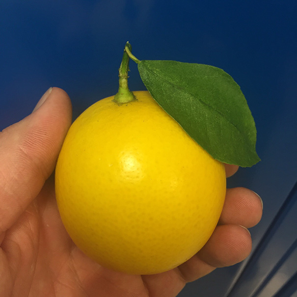 Perfectly round yellow lemon with a green leaf, held in a person's hand, showcasing satisfying perfection.