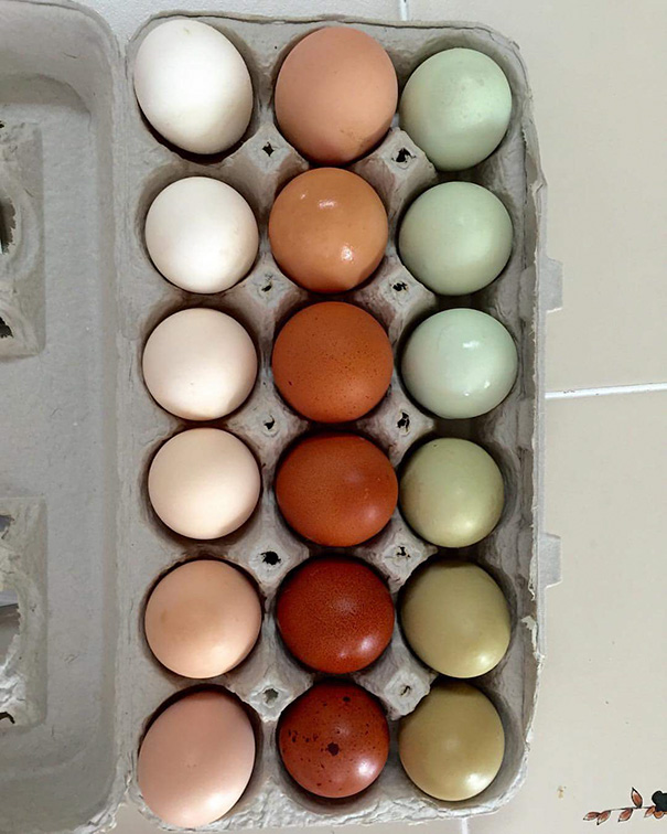 A dozen eggs arranged by color in a carton, satisfying a perfectionist's soul.