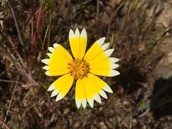 Yellow flower with white-tipped petals radiating perfect symmetry, appealing to every perfectionist's soul.