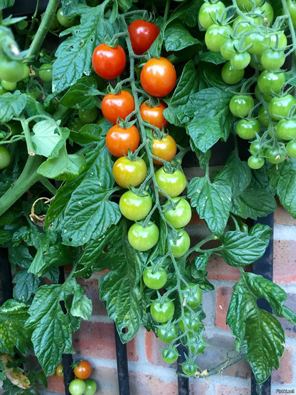 Perfectly arranged cherry tomatoes on a vine transitioning from green to red, satisfying a perfectionist's soul.