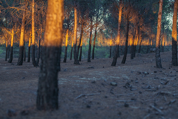 Sunlight creating perfect shadows on evenly spaced forest trees, pleasing to every perfectionist’s eye.
