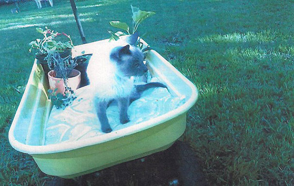 oldest-living-cat-30-siamese-scooter-1 oldest-living-cat-30-siamese-scooter-1