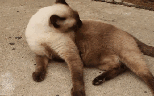 oldest-living-cat-30-siamese-scooter-15 oldest-living-cat-30-siamese-scooter-15