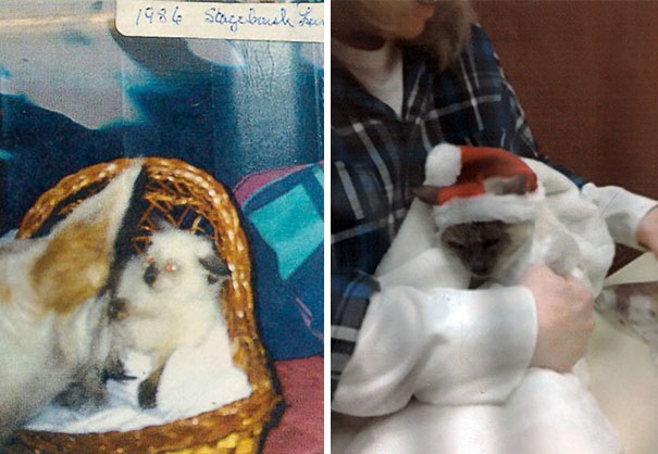 oldest-living-cat-30-siamese-scooter-3