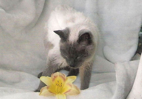oldest-living-cat-30-siamese-scooter-6