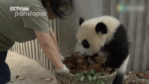 pandas-basket-leaves-sichuan-china-1
