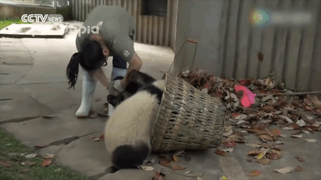 pandas-basket-leaves-sichuan-china-3 pandas-basket-leaves-sichuan-china-3