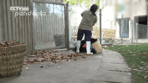 pandas-basket-leaves-sichuan-china-5