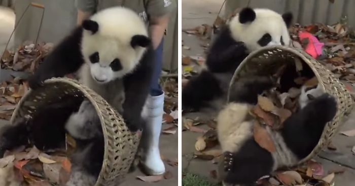 Naughty Pandas Just Won’t Let Their Keeper Clean Their Enclosure