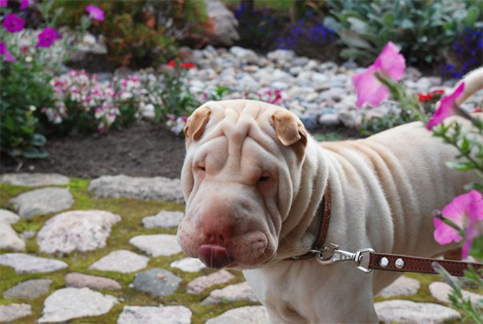 My Dog Bugas Trying To Catch Bugs With His Tongue