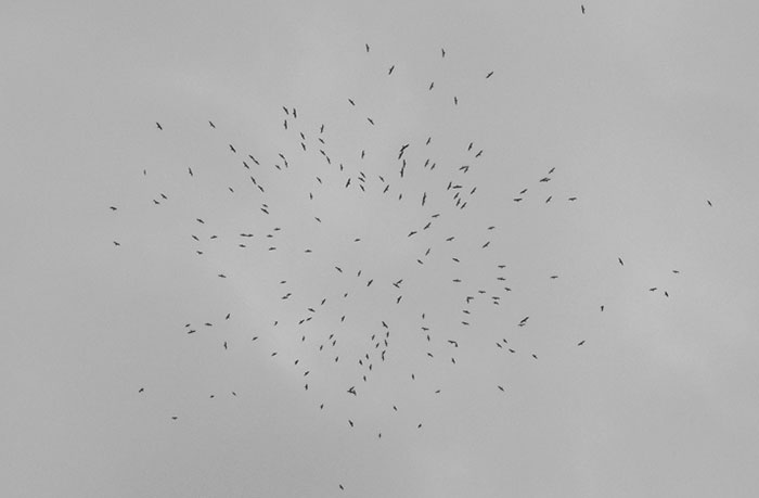 Perfectly Timed Photos