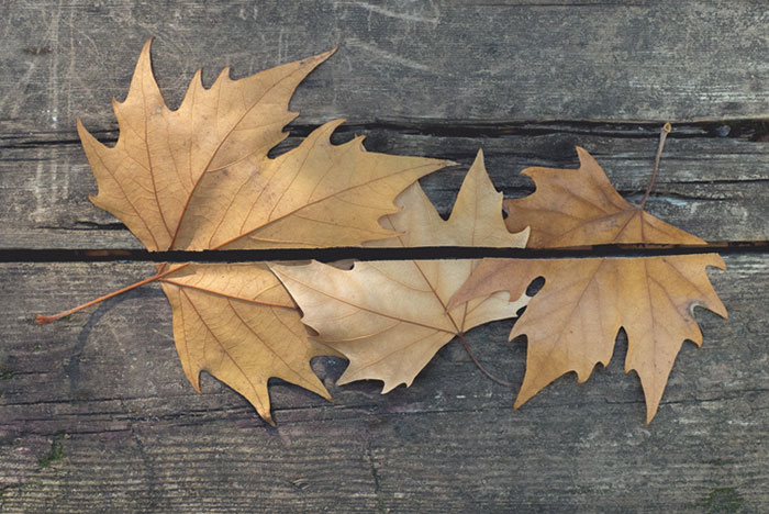 Perfectly Timed Photos