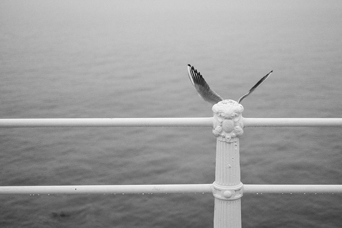 Perfectly Timed Photos