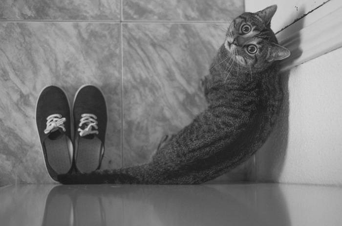 Perfectly Timed Photos