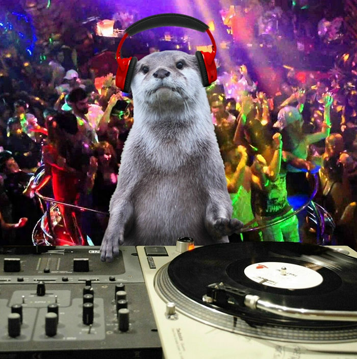 Photoshop This Otter Where It Really Belongs