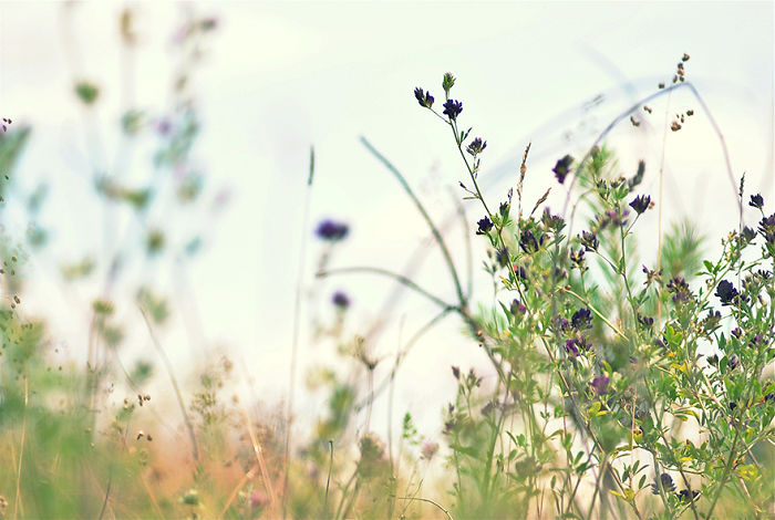 Not Easy To Choose, But This Is One Of My Favorites. Summer Fields!