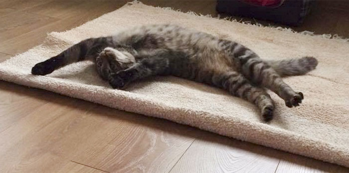 My Cat Is The Happiest When It's Being Lazy