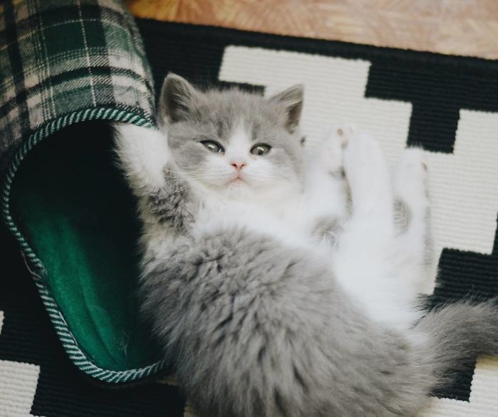 When Our Cat Was Little It Was The Happiest When I Gave It Belly Rubs