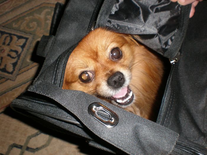 My Adopted Dog Simba Loves Playing Hide And Seek