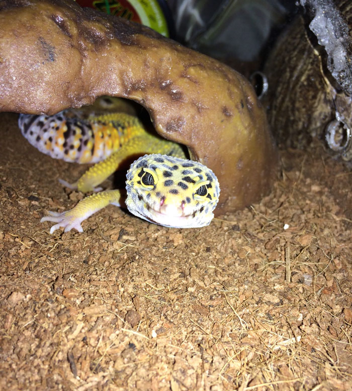 My Leopard Gecko, Kiawe Smiling After A Good Nap