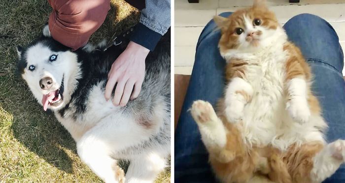 Post A Photo Of Your Pet Having A Good Time