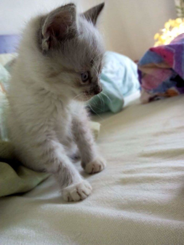 Oh, My Loveฅ'ω'ฅ